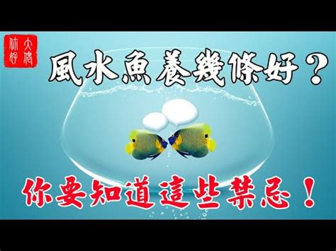 魚的數量 風水|養魚招財：最佳魚隻數量